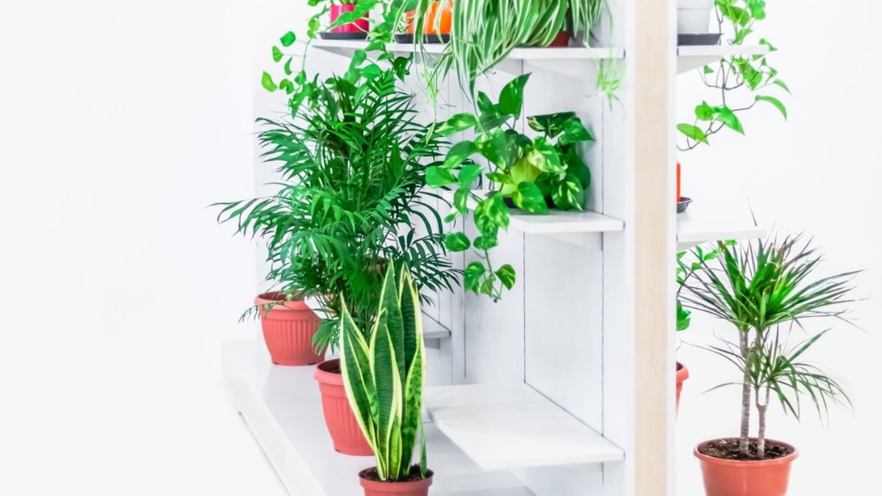 Lucky plants for home as per vastu